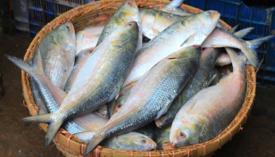 Hilsa fishermen gear up as ban ends Tuesday