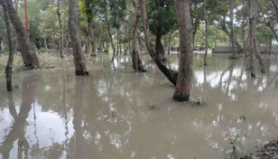 Low-lying areas in Sundarbans inundated due to tidal surge