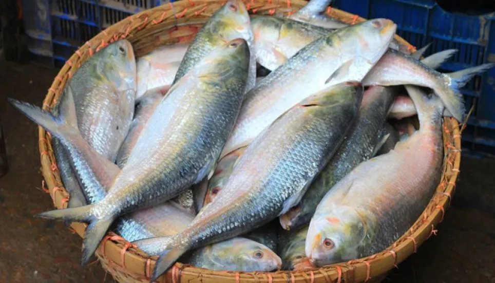 Writ petition seeks permanent ban on Hilsa exports