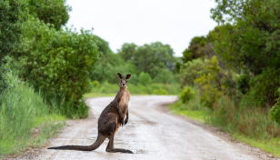 'Pet' kangaroo blamed for Australian's death