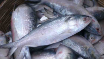 173 tonnes of Hilsa exported to India in 3 days