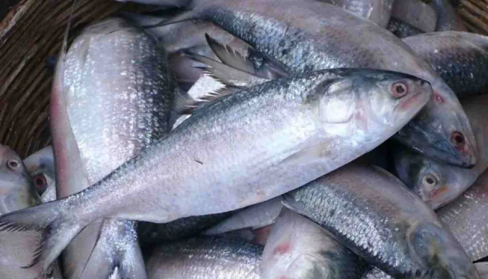 22-day ban on hilsa fishing begins Friday