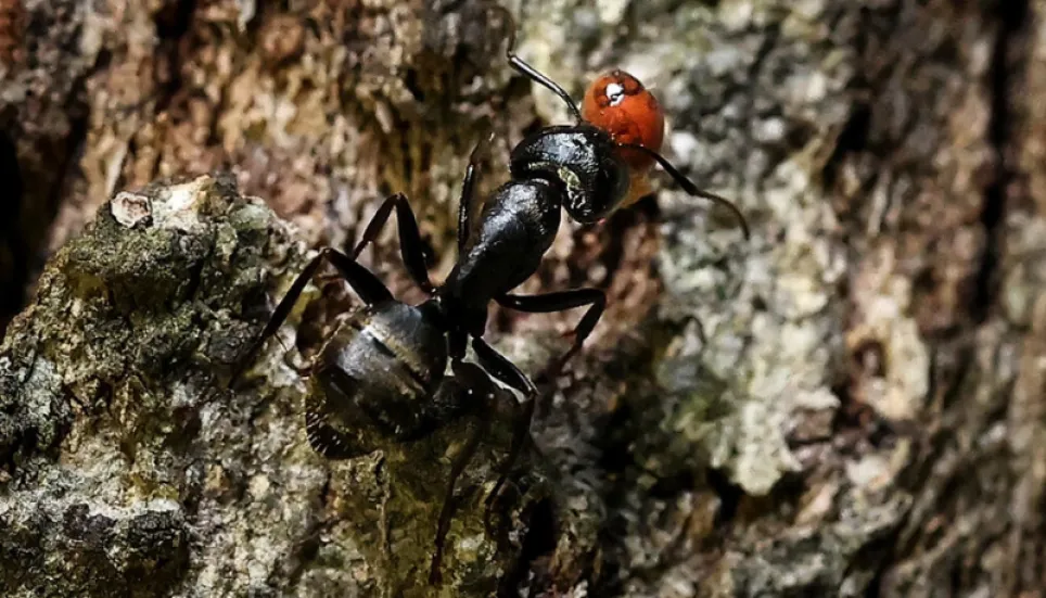 How many ants are on Earth? 20 quadrillion: Study