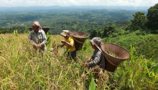 In Pictures: Good harvest delights jhum farmers