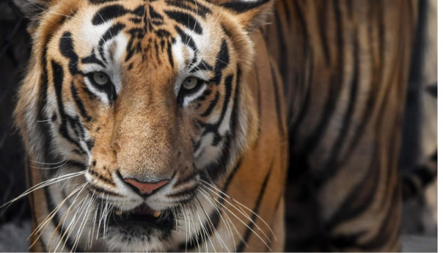 Man Eater Tiger That Killed Nine Shot Dead In India The Business Post