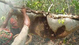 Honey collection begins in Sundarbans