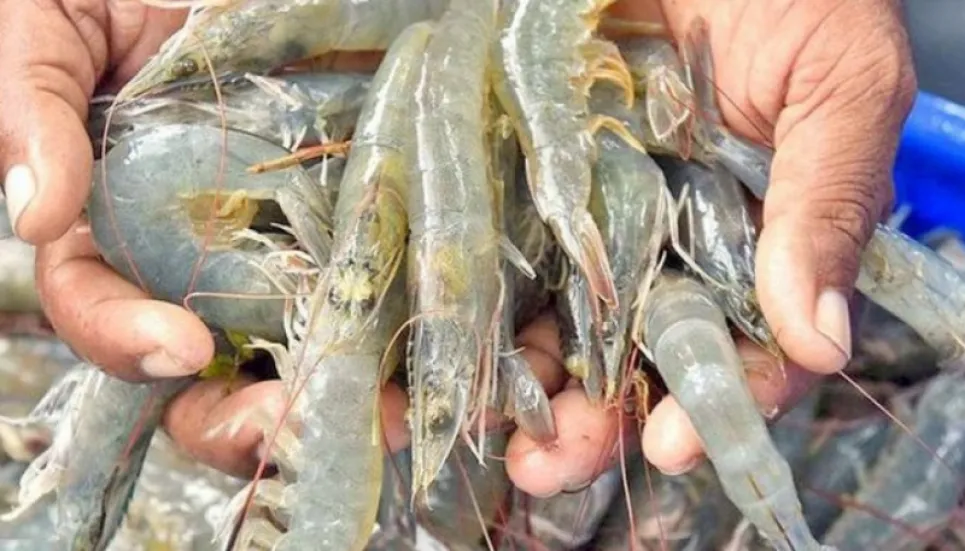 Govt approves commercial cultivation of Vannamei shrimp