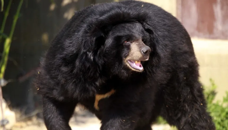 Bear meat vending machine a first for Japan