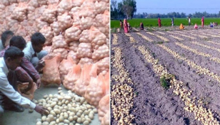 Record 26.85 lakh tonnes potato produced in Rangpur