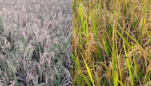 Blast disease afflicts crops in upazila of Sunamganj