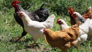 Chinese man jailed for scaring chickens to death