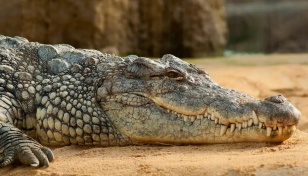 Aussie man pokes crocodile’s eyes to escape attack