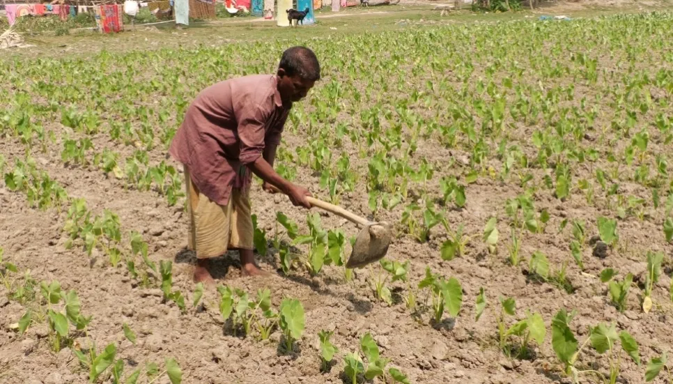 DAE issues guidelines for farmers as mercury rises