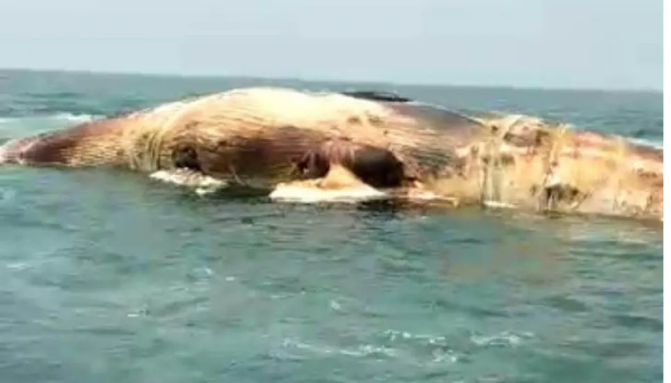 Whale carcass washes ashore on Cox’s Bazar beach