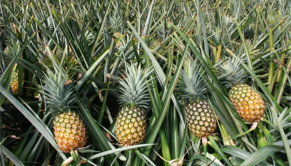 Pineapple farming makes many farmers happy in Narsingdi