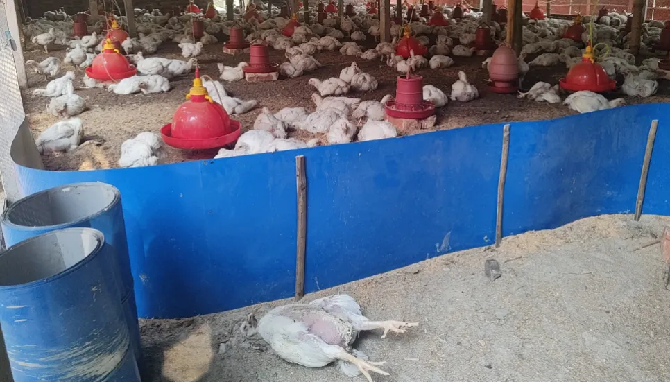 Heatstroke wreaking havoc on Kurigram poultry farms