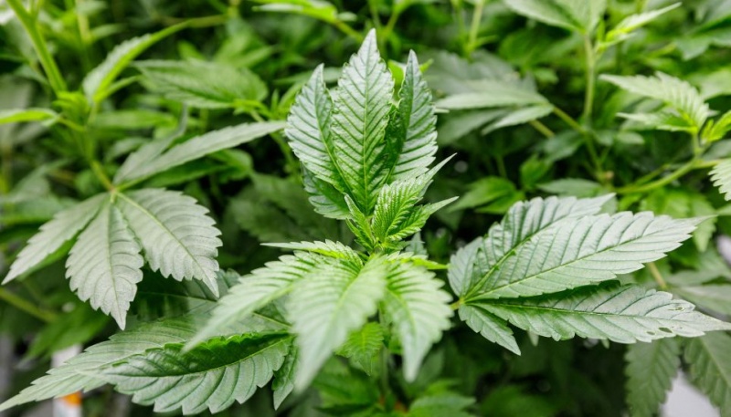 Singapore to execute man over 1kg of cannabis - The Business Post