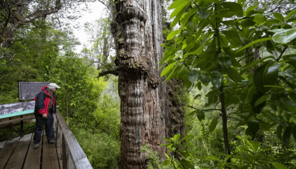 World's 'oldest' tree able to reveal planet's secrets