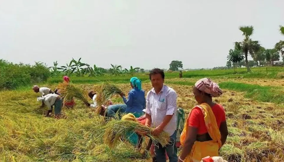 Boro paddy harvest begins in Rajshahi amid festivity