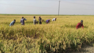 Boro harvesting going on in full swing in Netrakona