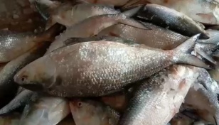 2-month Hilsa fishing ban ends Sunday midnight