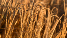 China to remove tariffs on Australian barley