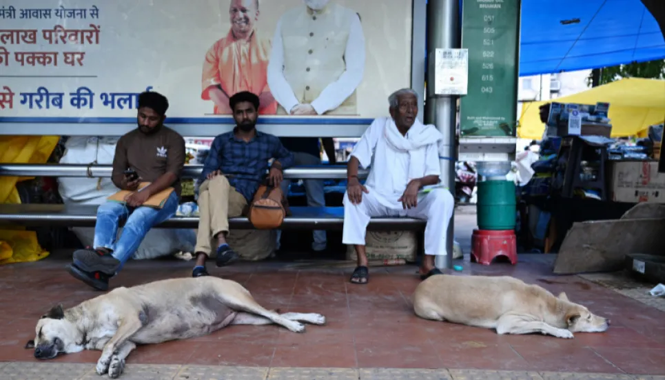 New Delhi to hide street dogs ahead of G20 summit