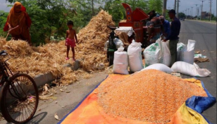 Rajshahi farmers happy with maize yield, prices