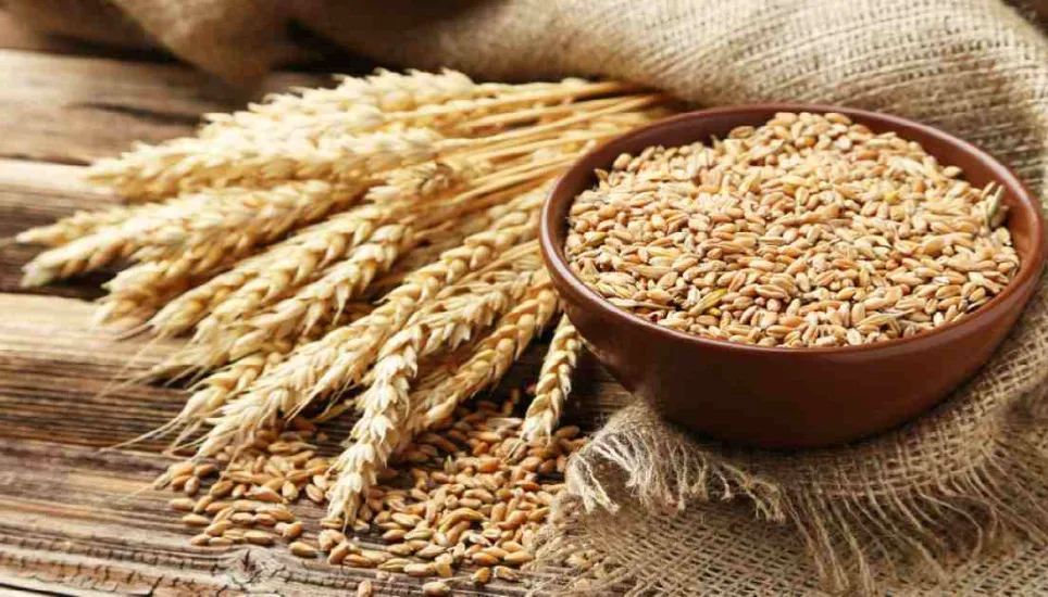Food grain imports down 2.76% in FY23