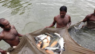 Composite farming a boon for Rajshahi fish cultivators