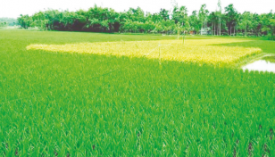 Khulna region to produce over 8.37 lakh tonnes of Aman rice