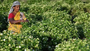 Scent of luxury: India's jasmine infuses global perfume