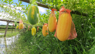 Off-season hybrid watermelons boost profits in Narail