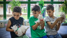 Cat cafe brings pawsitivity to war-scarred Gaza