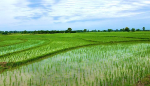 26.15 lakh tonnes of Aman rice production target in Rajshahi 