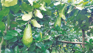 Lemon farmers facing losses despite bumper yield