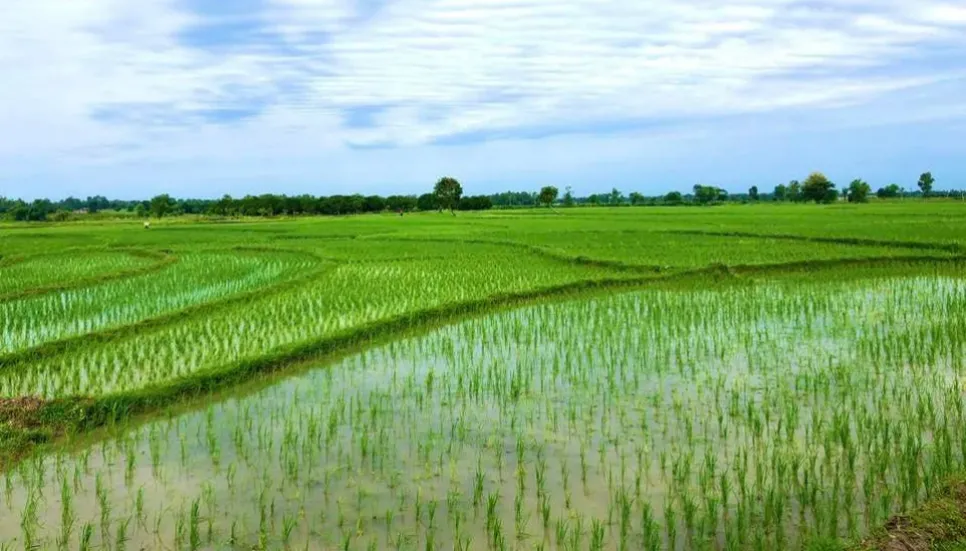 26.15 lakh tonnes of Aman rice production target in Rajshahi 