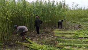 Jute harvesting progressing fast in Khulna