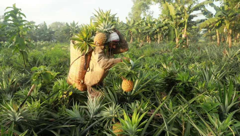 In pictures: The pineapple capital