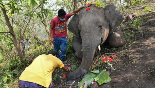 India's oldest elephant dies at estimated age of 89