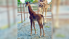 Rare spotless giraffe born in US zoo