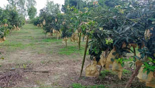 Thakurgaon deems off-season Gourmoti mangoes profitable