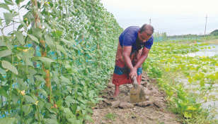 Integrated fish, vegetable farming benefit Koyra farmers