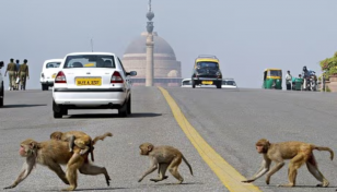 India deploys 'monkey-men' to safeguard G20 summit