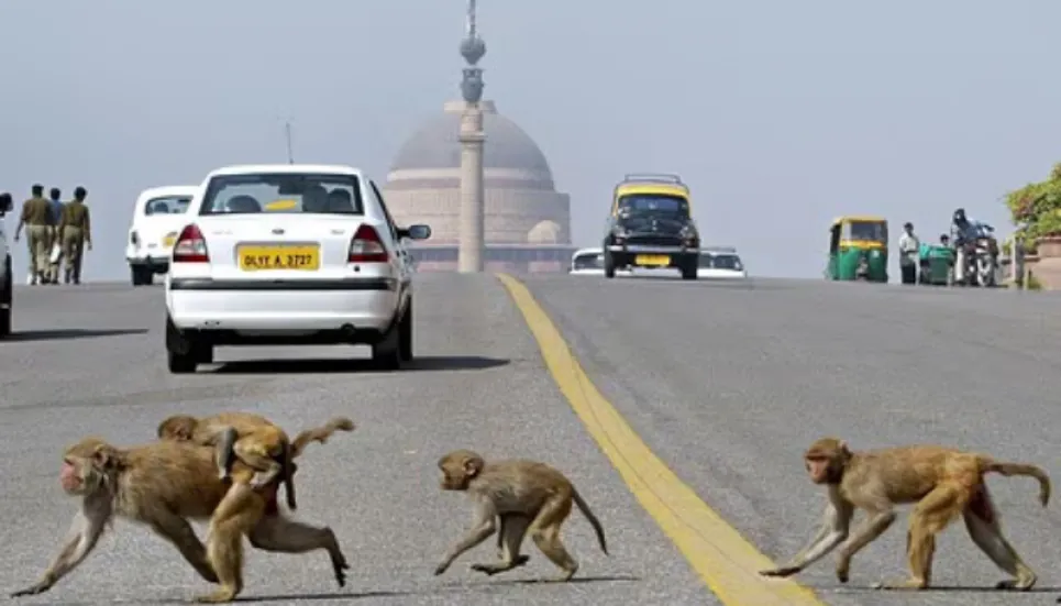 India deploys 'monkey-men' to safeguard G20 summit