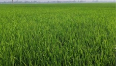 2.20 lakh farmers to get incentives for boro farming in Rajshahi
