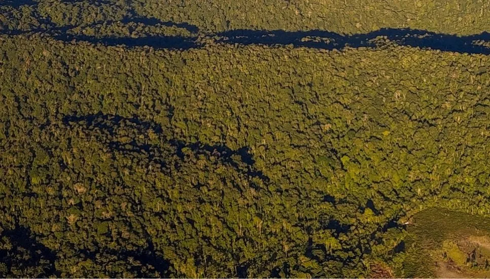 Deforestation hits record low in Brazilian Amazon in November