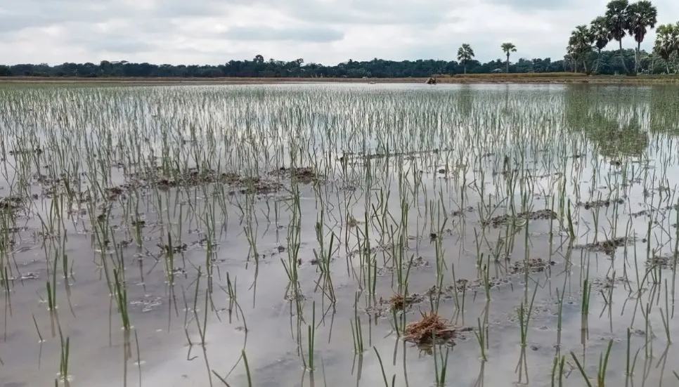 Heavy rainfall threatens onion harvest in Faridpur