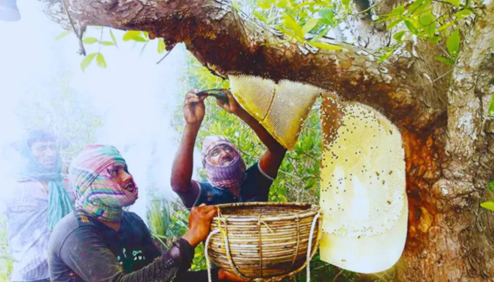 Bangladesh getting Sundarbans honey GI recognition