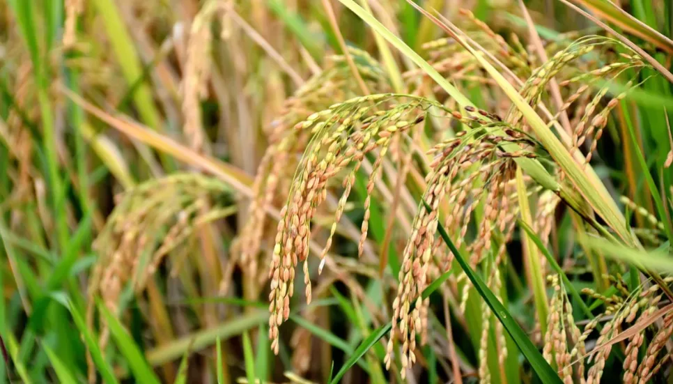 Govt to procure over 2 lakh tonnes more Aman rice